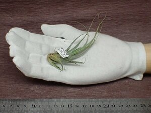 Tillandsia ehlersiana チランジア・エーレルシアナ●エアプランツTI★第四種送料別途★税別1円～!!