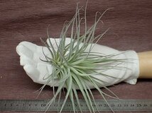 Tillandsia 'Cotton Candy' チランジア コットンキャンディ★エアプランツCO★第四種送料別途★税別1円～!!_画像1