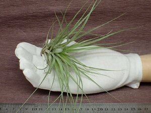 Tillandsia stricta 'Hard Leaf' チランジア・ストリクタ ハードリーフ★エアプランツCO★第四種送料別途★税別1円～!!