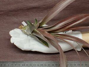 Tillandsia capitata Mexico チランジア・カピタータ メキシコ■エアプランツTR★第四種送料別途★税別1円～!!