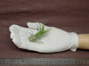 Tillandsia ionantha 'Grace' チランジア・イオナンタ グレース■エアプランツTI★第四種送料別途★税別1円～!!