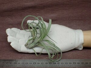 Tillandsia baileyi x T.streptophyllachi Ran jia* Bay Ray x -stroke repto filler * air plant DF* no. four kind postage extra .* tax not included 1 jpy ~!!