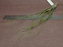 Tillandsia butzii チランジア・ブッツィー★エアプランツEP★第四種送料別途★税別1円～!!_画像3