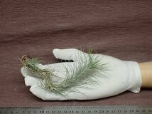 Tillandsia funckiana チランジア・フンキアナ●エアプランツKK★第四種送料別途★税別1円～!!_画像1