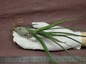 Tillandsia 'Hawaiian Wiggle' チランジア ハワイアンウィグル★エアプランツJD★第四種送料別途★税別1円～!!