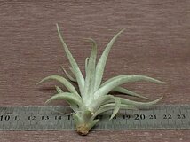 Tillandsia harrisii チランジア・ハリシー●エアプランツCO★第四種送料別途★税別1円～!!_画像2