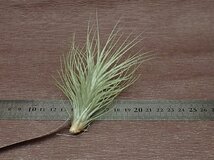 Tillandsia heteromorpha チランジア・ヘテロモルファ★エアプランツEP★第四種送料別途★税別1円～!!_画像2