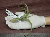 Tillandsia 'Ruby Slippers' チランジア ルビースリッパーズ★エアプランツTR★第四種送料別途★税別1円～!!_画像1