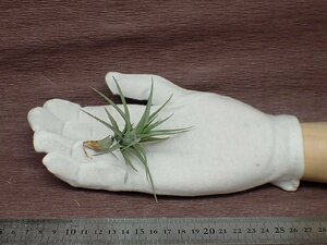 Tillandsia aeranthos Hybrid チランジア・アエラントス ハイブリッド●エアプランツDF★第四種送料別途★税別1円～!!