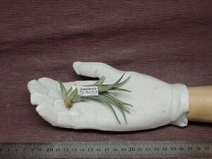 Tillandsia pueblensischi Ran jia*peb Len sis* air plant TI* no. four kind postage extra .* tax not included 1 jpy ~!!