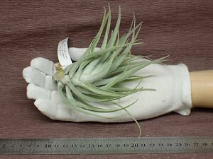 Tillandsia cacticola 'Thin Leaf' チランジア・カクティコラ 細葉タイプ★エアプランツEP★第四種送料別途★税別1円～!!