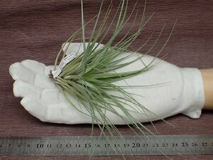 Tillandsia stricta 'Hard Leaf'chi Ran jia* -stroke likta hard leaf * air plant CO* no. four kind postage extra .* tax not included 1 jpy ~!!