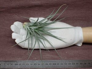 Tillandsia 'Chantilly' チランジア シャンティリイ★エアプランツTI★第四種送料別途★税別1円～!!