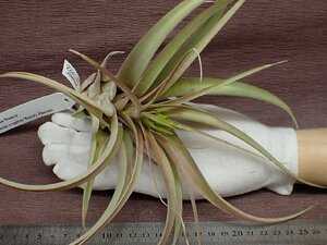 Tillandsia 'Phoenix'chi Ran jia Phoenix * air plant TR* no. four kind postage extra .* tax not included 1 jpy ~!!