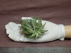 Tillandsia ionantha v.vanhyningii チランジア・イオナンタ バンハイニンギー■エアプランツKK★第四種送料別途★税別1円～!!