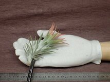 Tillandsia ionantha v.vanhyningii チランジア・イオナンタ バンハイニンギー■エアプランツEP★第四種送料別途★税別1円～!!_画像1