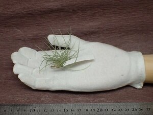 Tillandsia mallemontii チランジア・マレモンティ■エアプランツDP★第四種送料別途★税別1円～!!