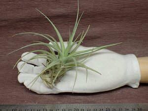 Tillandsia leonamiana チランジア・レオナミアナ★エアプランツCO★第四種送料別途★税別1円～!!