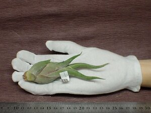 Tillandsia caput-medusae チランジア・カプトメデューサエ★エアプランツDP★第四種送料別途★税別1円～!!