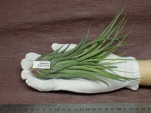 Tillandsia vicentina チランジア・ビセンティナ★エアプランツTI★第四種送料別途★税別1円～!!