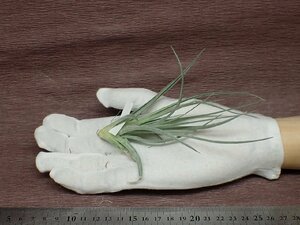 Tillandsia 'Chantilly' チランジア シャンティリイ●エアプランツTI★第四種送料別途★税別1円～!!