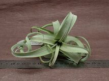 Tillandsia 'Curly Slim' チランジア カーリースリム●エアプランツEP★第四種送料別途★税別1円～!!_画像3