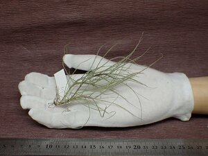 Tillandsia mallemontii チランジア・マレモンティ●エアプランツDP★第四種送料別途★税別1円～!!