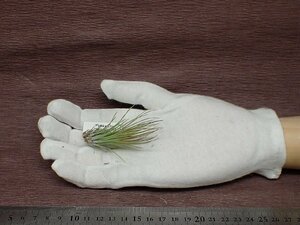 Tillandsia 'Funky One' TI チランジア ファンキーワンTI■エアプランツTI★第四種送料別途★税別1円～!!