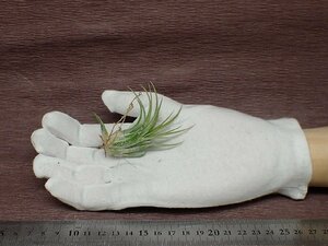 Tillandsia ionantha 'Curly Giant' チランジア・イオナンタ カーリージャイアント■エアプランツTI★第四種送料別途★税別1円～!!