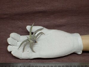 Tillandsia castellanii? チランジア・カステラニー■エアプランツBS★第四種送料別途★税別1円～!!