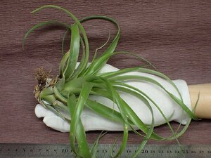 Tillandsia streptophylla x T.xerographicaストレプトフィラxキセログラフィカ★エアプランツTI★第四種送料別途★税別1円～!!