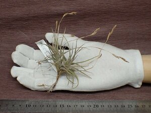 Tillandsia bandensis チランジア・バンデンシス●エアプランツEP★第四種送料別途★税別1円～!!