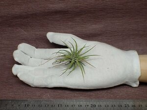 Tillandsia ionantha Mexican チランジア・イオナンタ メキシカン■エアプランツTI★第四種送料別途★税別1円～!!