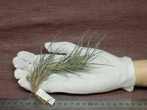 Tillandsia usneoides x T.recurvata form1 ウスネオイデスxレクルバータ フォーム1●エアプランツPR★第四種送料別途★税別1円～!!_画像1