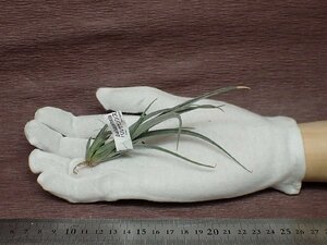 Tillandsia balsasensis チランジア・バルサセンシス●エアプランツTI★第四種送料別途★税別1円～!!