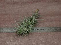 Tillandsia araujei 'Purple Star' チランジア・アラウジェイ パープルスター★エアプランツTI★第四種送料別途★税別1円～!!_画像3