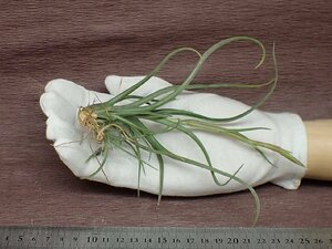 Tillandsia baileyi チランジア・ベイレイ★エアプランツTI★第四種送料別途★税別1円～!!