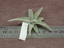 Tillandsia latifolia v.leucophylla チランジア・ラティフォリア レウコフィラ●エアプランツDF★第四種送料別途★税別1円～!!_画像3