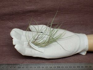 Tillandsia mallemontii チランジア・マレモンティ●エアプランツDP★第四種送料別途★税別1円～!!