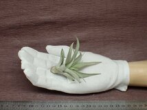 Tillandsia harrisii チランジア・ハリシー●エアプランツCO★第四種送料別途★税別1円～!!_画像1