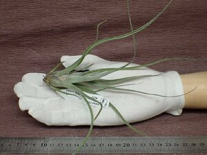 Tillandsia baileyi x T.'Rex' * air plant YC* no. four kind postage extra .* tax not included 1 jpy ~!!