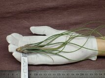 Tillandsia butzii チランジア・ブッツィー★エアプランツEP★第四種送料別途★税別1円～!!_画像1