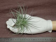 Tillandsia stricta 'Violet' チランジア・ストリクタ バイオレット★エアプランツTI★第四種送料別途★税別1円～!!_画像1