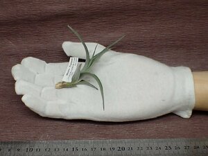 Tillandsia 'Mystic Trumpet' チランジア ミスティックトランペット●エアプランツTI★第四種送料別途★税別1円～!!