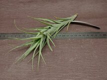 Tillandsia queroensis チランジア・クエロエンシス★エアプランツEP★第四種送料別途★税別1円～!!_画像3