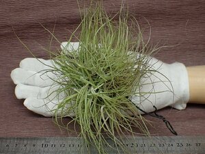 Tillandsia schiedeana Clump チランジア・シーディアナ クランプ★エアプランツCO★第四種送料別途★税別1円～!!