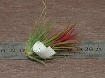 Tillandsia ionantha 'Fuego' チランジア・イオナンタ フエゴ■エアプランツDP★第四種送料別途★税別1円～!!_画像2