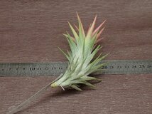 Tillandsia ionantha v.vanhyningii チランジア・イオナンタ バンハイニンギー■エアプランツEP★第四種送料別途★税別1円～!!_画像2