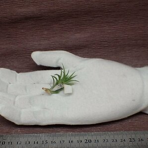 Tillandsia neglecta 26 チランジア・ネグレクタ■エアプランツTI★第四種送料別途★税別1円～!!の画像1