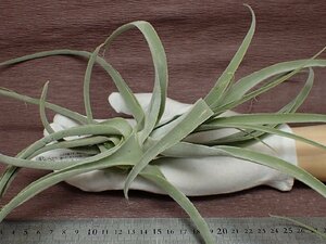 Tillandsia humilis チランジア・フミリス★エアプランツEP★第四種送料別途★税別1円～!!